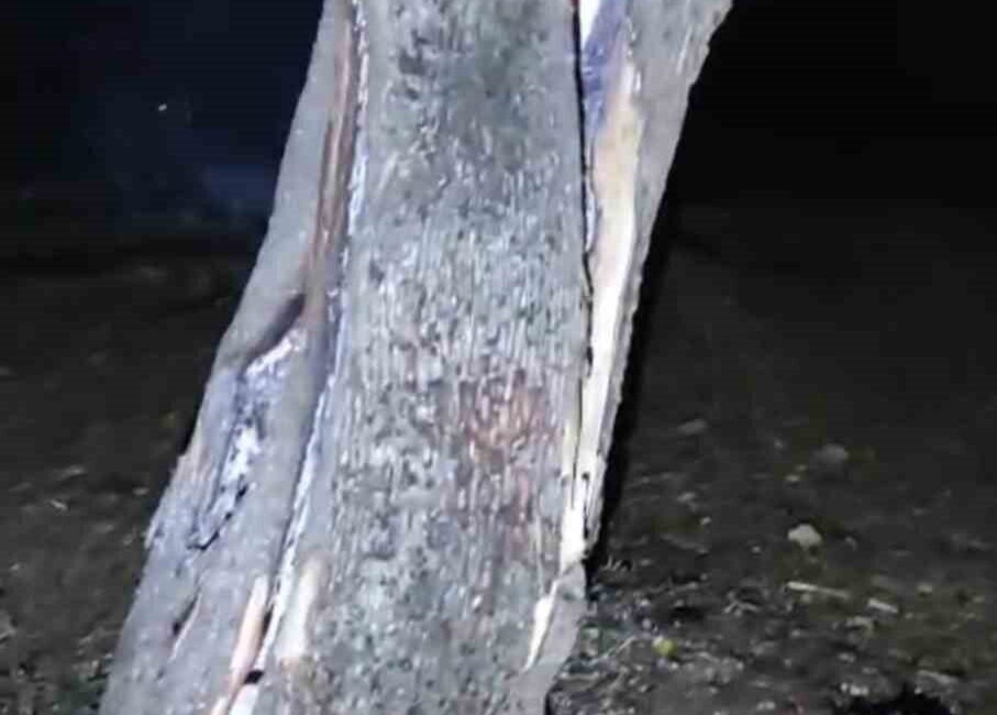 Afyonkarahisar’da üzerine yıldırım düşen yaklaşık 50 yaşındaki ağaç ortadan ikiye