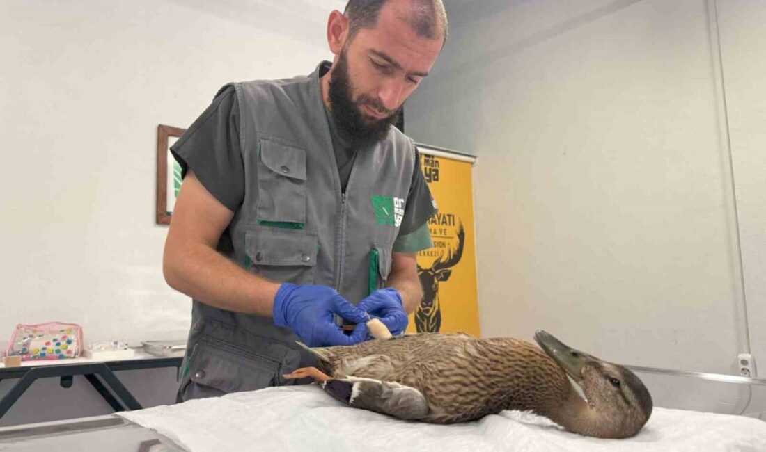 Yorgun ördeğe şefkat eli Kocaeli’de derede temizlik çalışmaları sırasında bitkin halde bulunan yaban örneği,