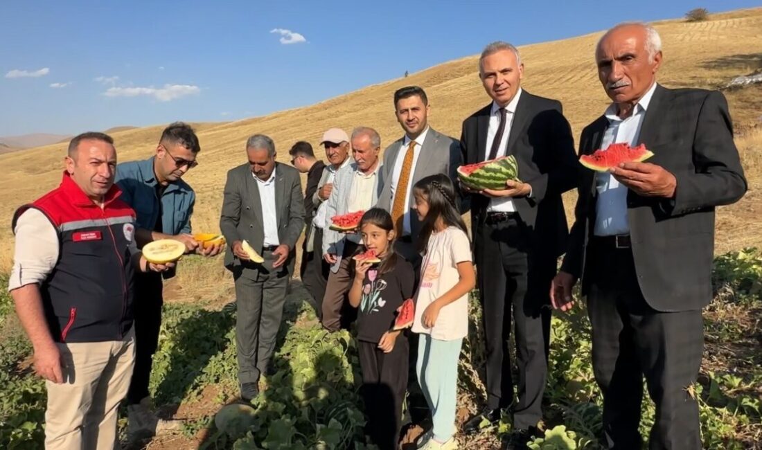 Yüksekova’da mısır, karpuz ve kavun hasadı yapıldı Hakkari’nin Yüksekova ilçesine bağlı Demirkonak köyünde ilkbaharda ekilen mısır, karpuz
