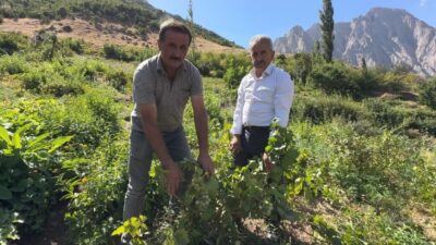 Hakkari’nin Yüksekova ilçesine bağlı Yeşiltaş köyünde yetiştirilen yerli üzüm, bu