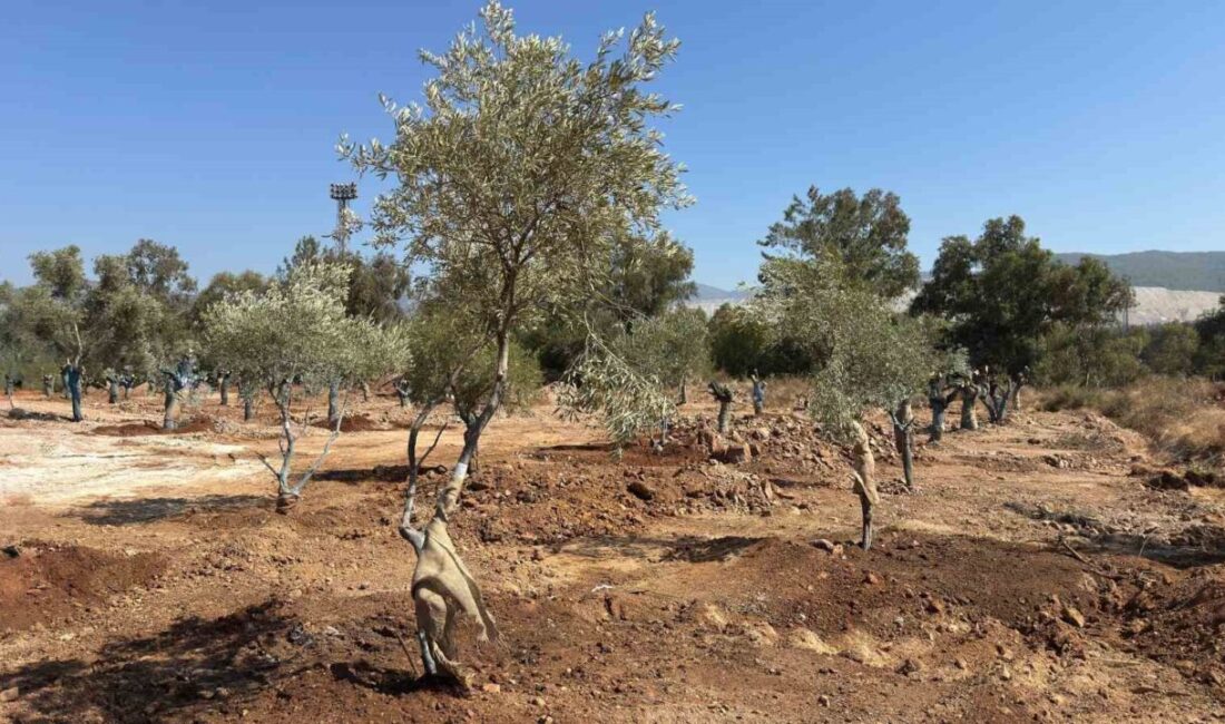 Muğla’daki santral sahalarında bulunan 151 zeytin ağacı yeni yerlerine taşındı.