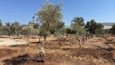 Muğla’daki santral sahalarında bulunan 151 zeytin ağacı yeni yerlerine taşındı.