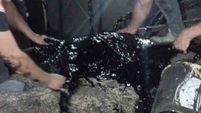 Afyonkarahisar’da zift fabrikasında kazana düşen köpek veteriner ve itfaiye ekiplerinin