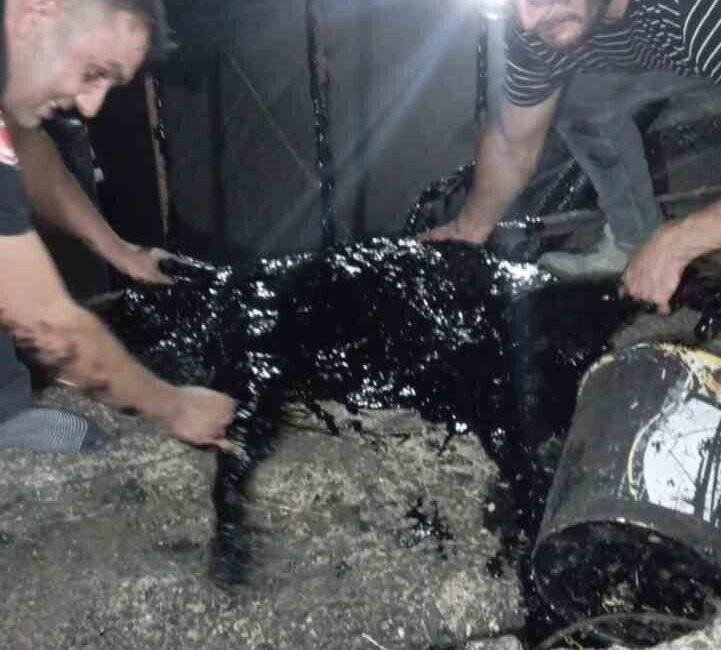 Afyonkarahisar’da zift fabrikasında kazana düşen köpek veteriner ve itfaiye ekiplerinin