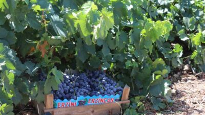 Zirai don olayından etkilenen 65 ilde, 16 ürün için destekleme