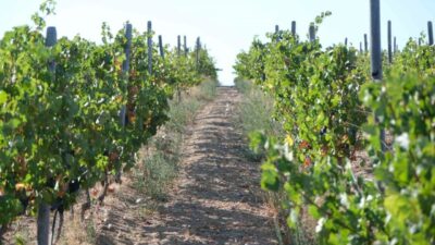 Kırklareli’nde zirai don nedeniyle ürünleri zarar gören 220 çiftçiye 22.5