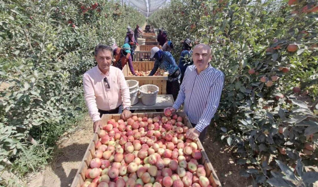 Zirai donun vurduğu Karaman’da elma hasadı buruk başladı Zirai donun vurduğu Karaman’da elma hasadı bu yıl buruk başladı.
