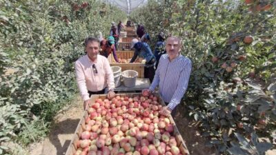 Zirai donun vurduğu Karaman’da elma hasadı bu yıl buruk başladı.