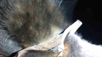 Zonguldak’ın Kozlu ilçesinde başı yağmur suyu mazgalına sıkışan yavru kedi,