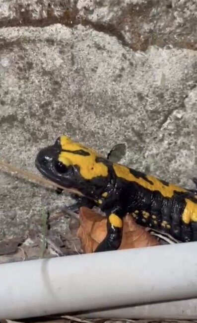 Zorkun Yayla’sının renkli misafiri Türk semenderi Osmaniye’nin Zorkun Yaylasının renkli misafiri sarı benekli Türk semenderi cep