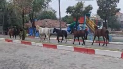 Tekirdağ’ın Hayrabolu ilçesinde, Uzunköprü Caddesi üzerinde başıboş dolaşan atlar, trafikte