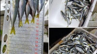 Balık halinde yapılan su ürünleri denetiminde 33 kasa istavrite, yasal