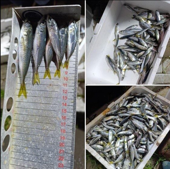 Balık halinde yapılan su ürünleri denetiminde 33 kasa istavrite, yasal