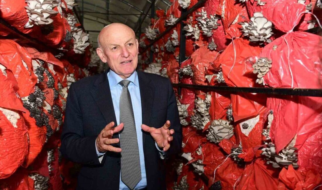 Samsun’un Terme ilçesinde kadın girişimcilerin öncülüğünde yürütülen istiridye mantarı üretimi,