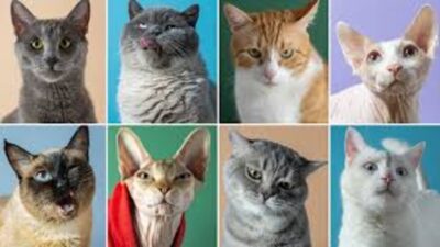 17 Şubat 2026 tarihinde Türkiye, diplomasi ve spor gündemlerinden kısa