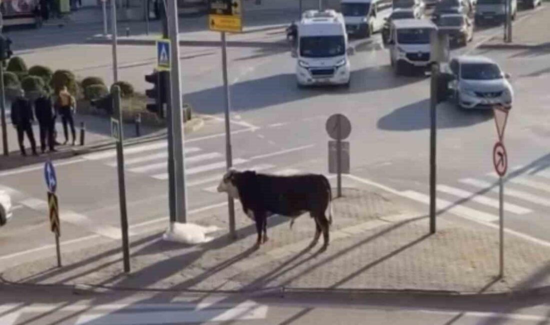 Bursa’nın Yıldırım ilçesinde bir çiftlikten kaçan boğa, Ankara Yolu üzerinde