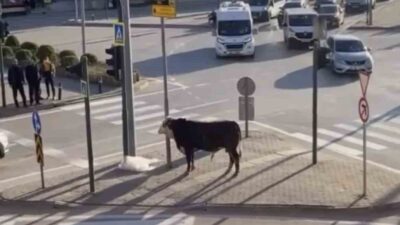 Bursa’nın Yıldırım ilçesinde bir çiftlikten kaçan boğa, Ankara Yolu üzerinde