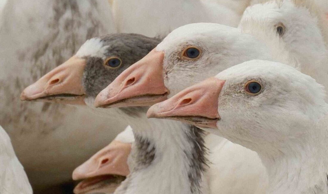 Tarım ve Orman Bakanlığı Tarım Araştırmaları ve Politikalar Genel Müdürlüğü