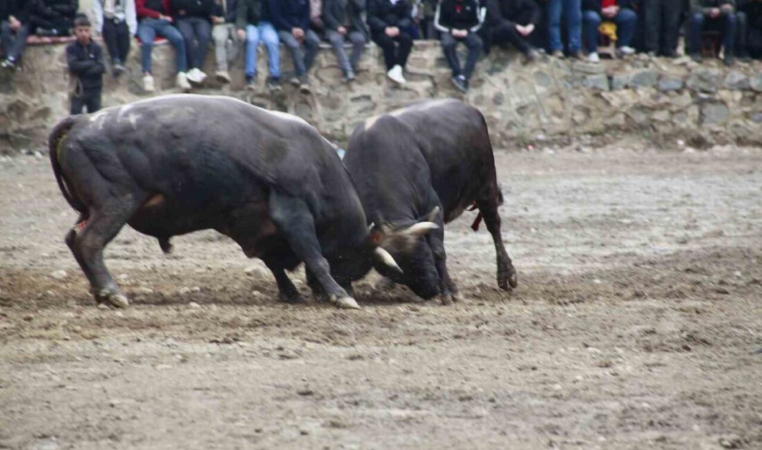 Artvin’in Yusufeli ilçesinde düzenlenen 31’inci boğa güreşleriyle sezon açılırken, 104