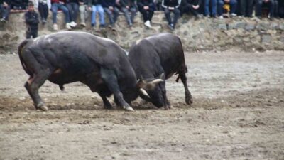 Artvin’in Yusufeli ilçesinde düzenlenen 31’inci boğa güreşleriyle sezon açılırken, 104