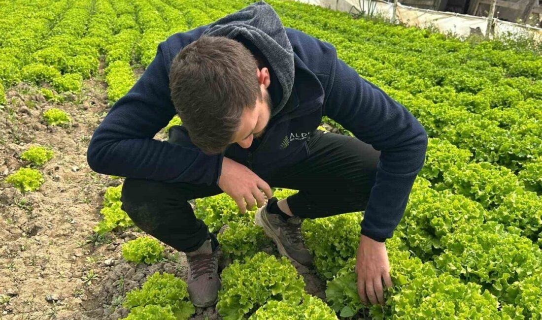 Türkiye’nin önemli sebze üretim merkezlerinden Bursa’da, kıvırcık marul fiyatlarının tarlada