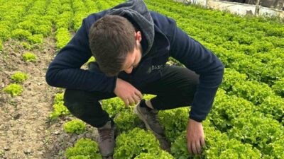 Türkiye’nin önemli sebze üretim merkezlerinden Bursa’da, kıvırcık marul fiyatlarının tarlada