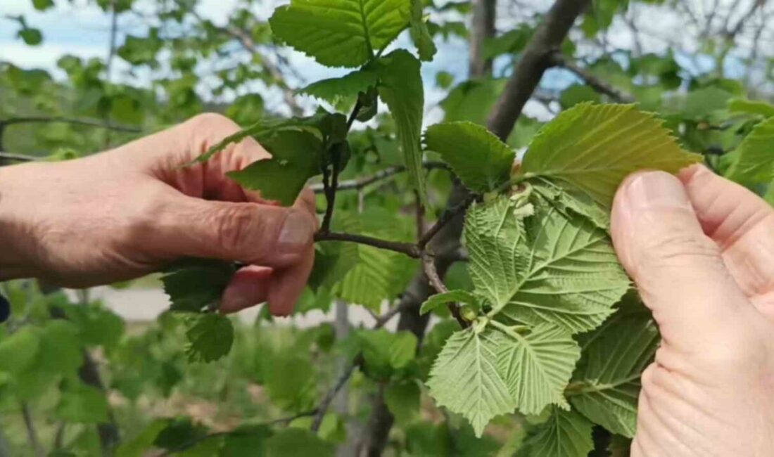 Türkiye’nin önemli tarımsal ihraç ürünlerinden fındıkta yaşanan verim düşüklüğü, üreticinin