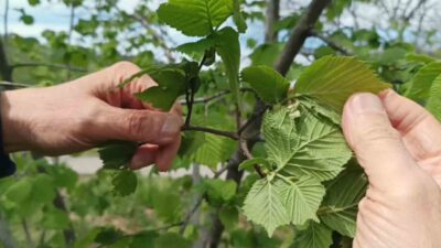 Türkiye’nin önemli tarımsal ihraç ürünlerinden fındıkta yaşanan verim düşüklüğü, üreticinin