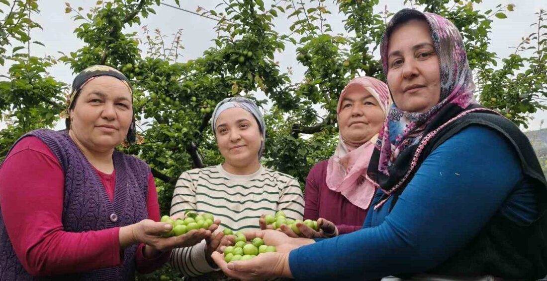 Mersin’in Silifke ilçesinde örtü altının ardından açıkta da erik hasadı