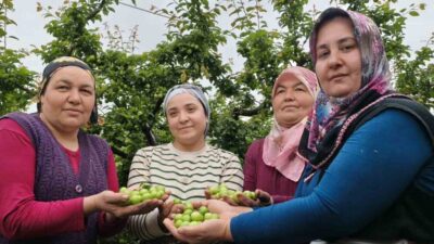 Mersin’in Silifke ilçesinde örtü altının ardından açıkta da erik hasadı