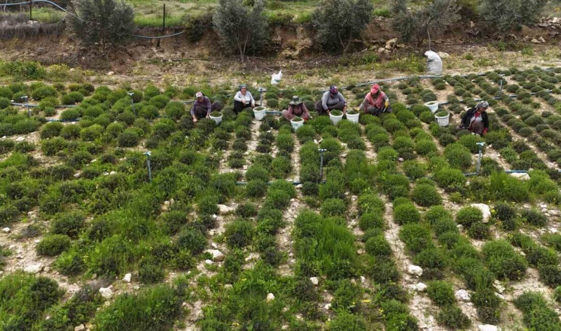 Hatay’ın Altınözü ilçesinde kenttin yöresel lezzetlerinden olan zahter hasadı başladı.