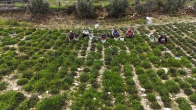 Hatay’ın Altınözü ilçesinde kenttin yöresel lezzetlerinden olan zahter hasadı başladı.