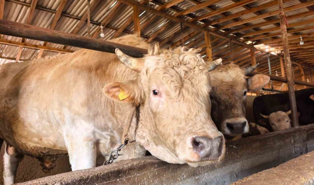 Bursa’da kurbanlık hayvan satışı yapılan çiftlikteki 1 ton 100 kilo