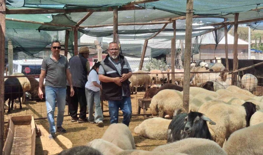 Aydın’ın turistik ilçelerinden Didim’de, yaklaşan Kurban Bayramı öncesinde kurbanlıklar görücüye