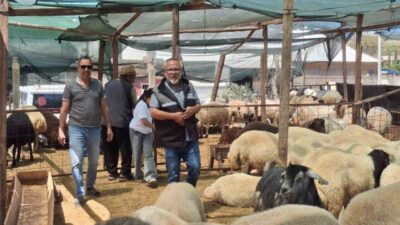 Aydın’ın turistik ilçelerinden Didim’de, yaklaşan Kurban Bayramı öncesinde kurbanlıklar görücüye