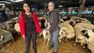 Bursa’nın Osmangazi ilçesinde kurulan kurban pazarında küçükbaş hayvan satışı yapan
