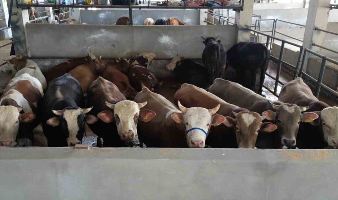 Kurban Bayramı’na 10 gün kala İnegöl Belediyesi Modern Hayvan Pazarında