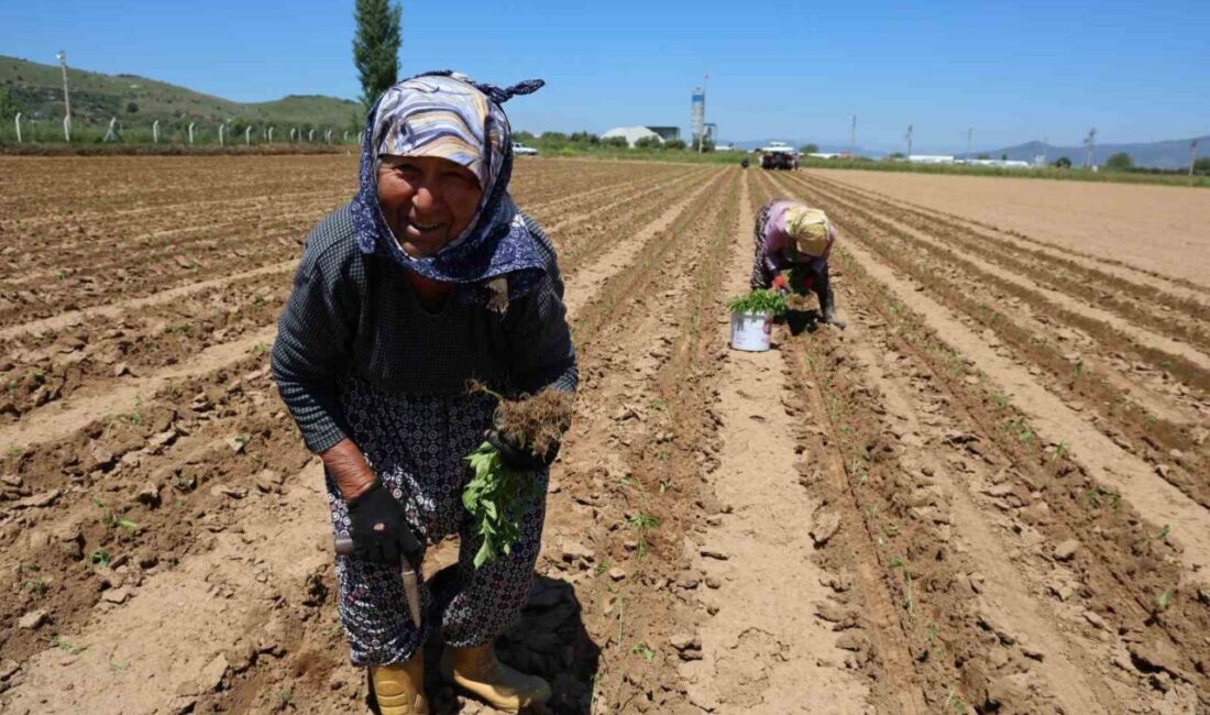 1 Mayıs İşçi Bayramı ülke genelinde düzenlenen çeşitli etkinliklerle kutlanırken,