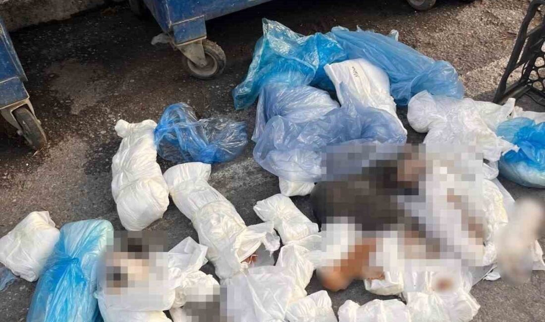 İzmir’in Buca ilçesinde bir çöp konteynerinde 33 ölü kedinin bulunmasına