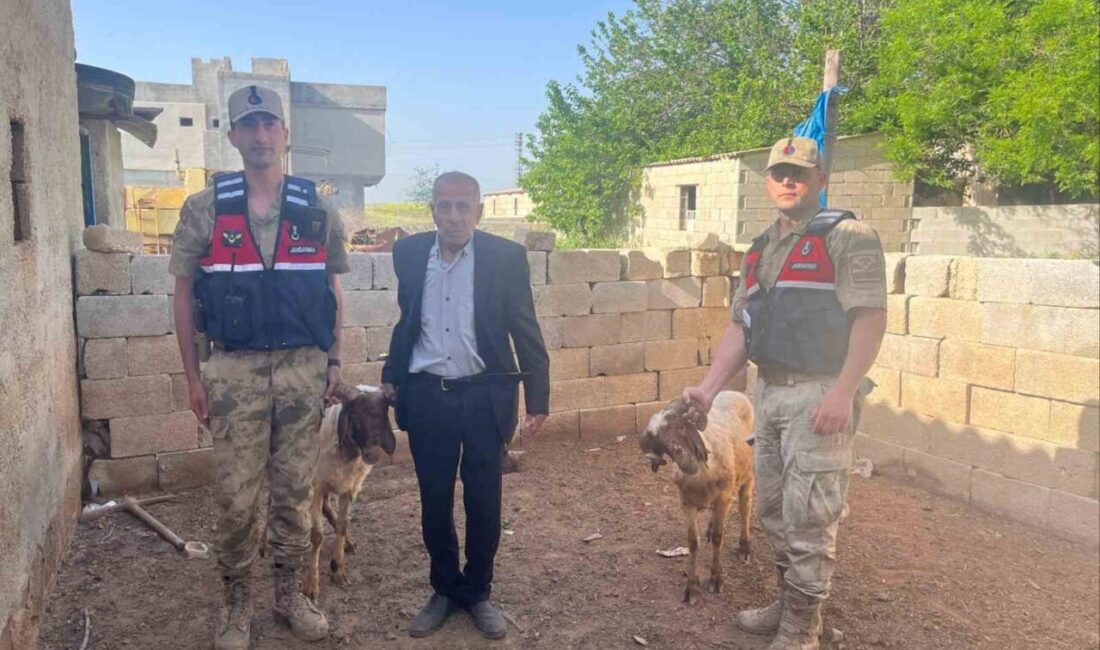 Kilis’in Elbeyli ilçesine bağlı Kalbursait Köyü’nde kaybolan 2 koyun, jandarma