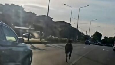 Bursa’da ana yola çıkan başıboş at, trafikte tehlikeli anların yaşanmasına