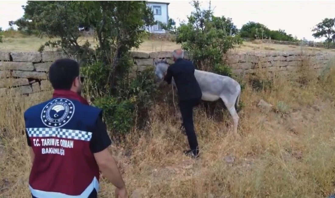 Bingöl’de karayollarında bulunan 68 sahipsiz başıboş hayvan toplanarak belediyelere ait