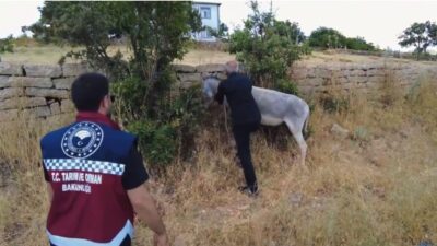 Bingöl’de karayollarında bulunan 68 sahipsiz başıboş hayvan toplanarak belediyelere ait