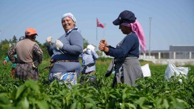 Edirne’nin tescilli lezzeti Karaağaç acı biberinin hasadına başlandı. İşçilerin 35