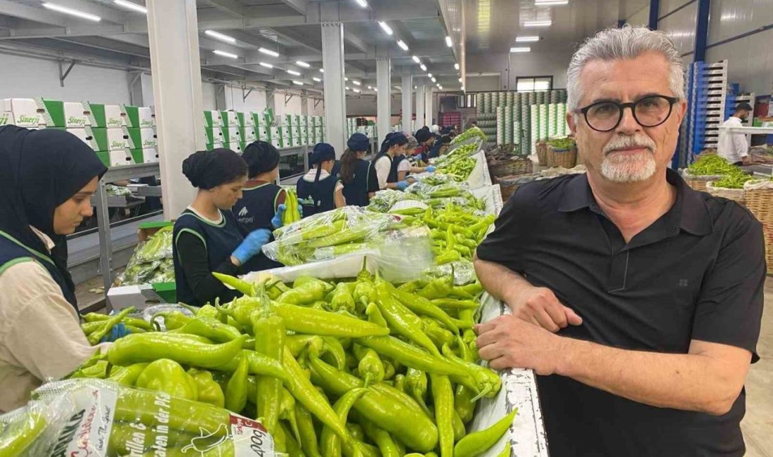 Bursa’nın dünyaca ünlü siyah inciri ile Yenişehir’de yetiştirilen biber çeşitleri,