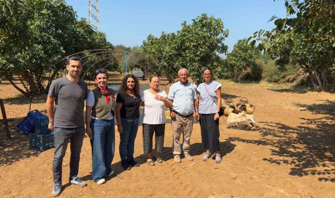 Aydın’ın dünyaca ünlü incirinde, coğrafi işaret tescil şartlarına uygunluğun korunması