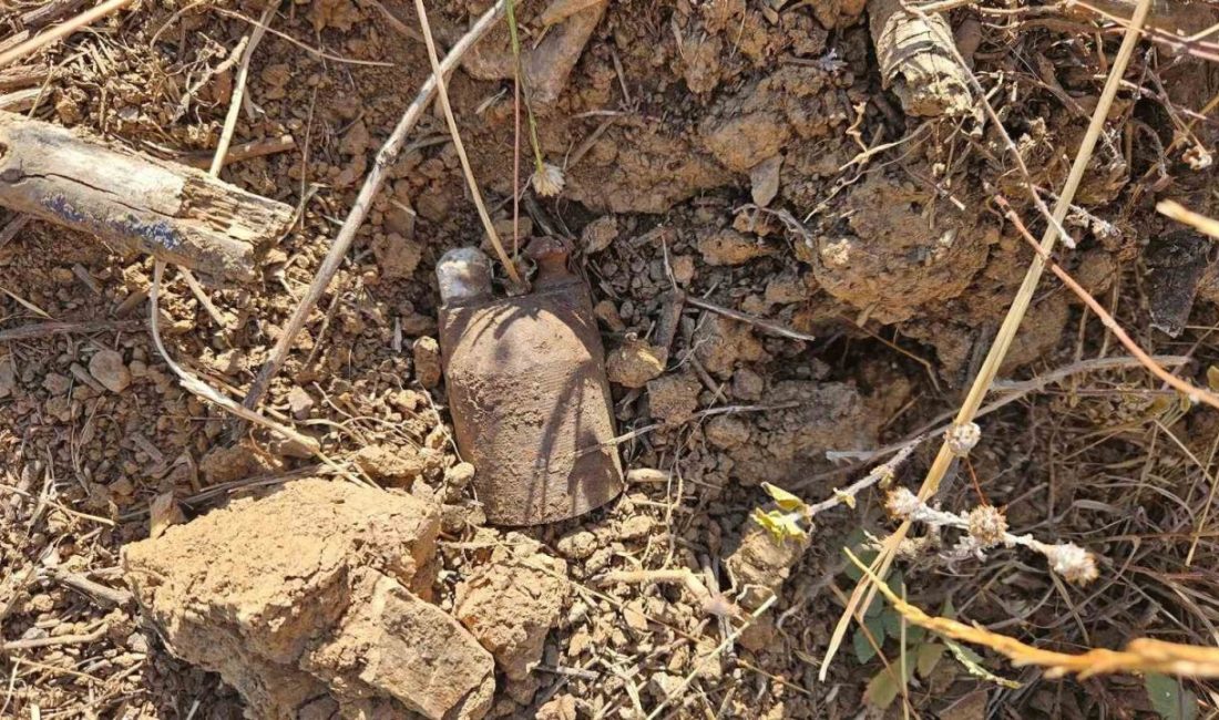 Bursa’nın Orhangazi ilçesinde bir vatandaşın tarla yakınındaki boş arazide bulduğu