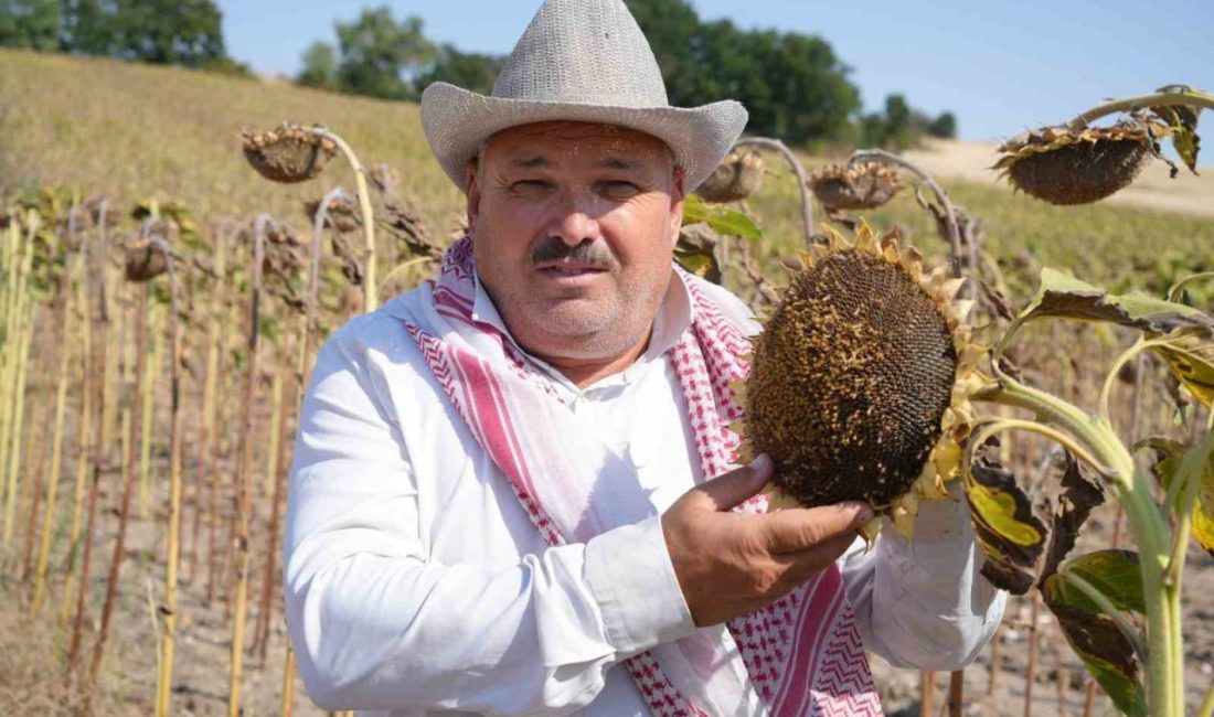 Edirne’de bu yıl etkili olan yağışların ardından dolgun çekirdekli ayçiçeklerinde