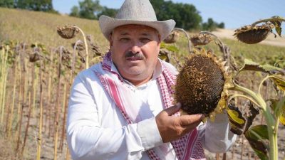 Edirne’de bu yıl etkili olan yağışların ardından dolgun çekirdekli ayçiçeklerinde