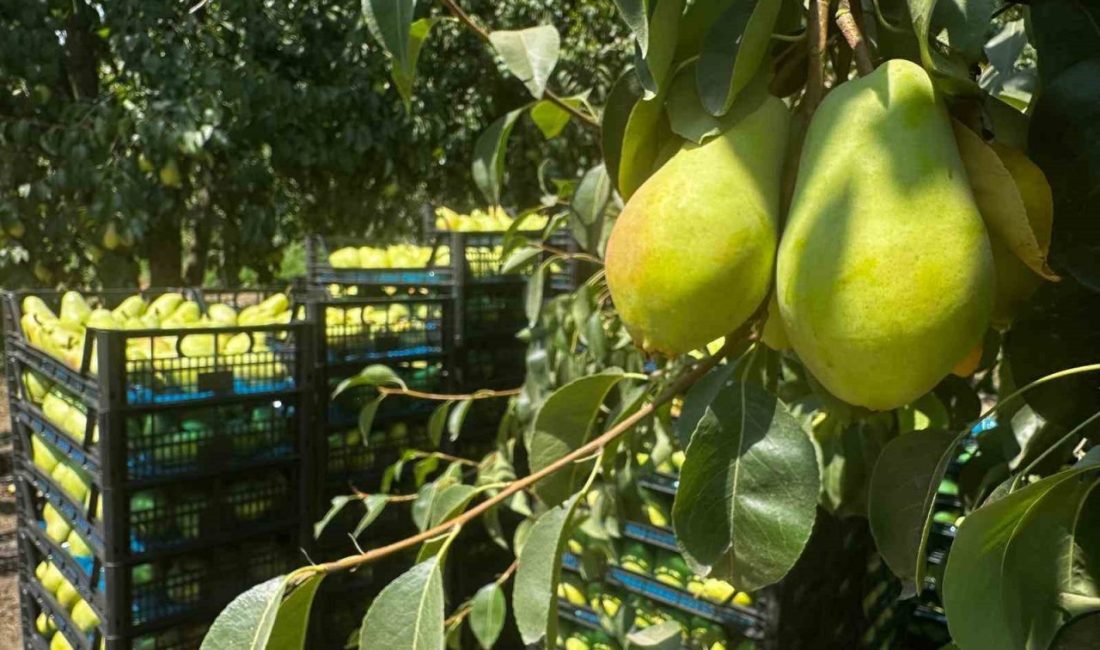 Türkiye’de armut üretiminin merkez üssü konumunda yer alan Bursa, özellikle coğrafi